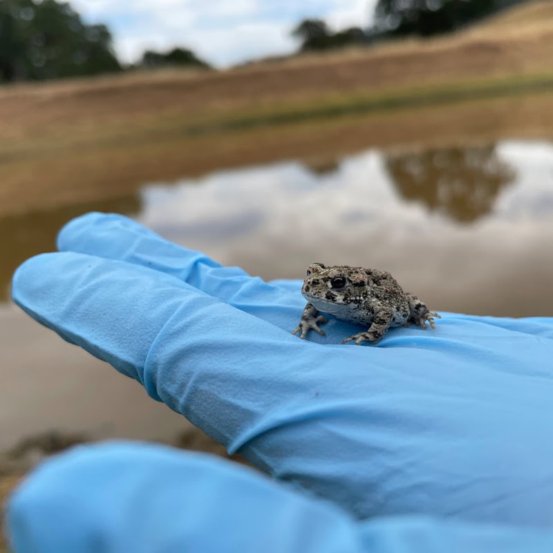 very small toad standing on a gloved hand